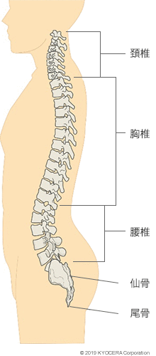 脊椎のしくみとはたらき 関節とは 人工関節と関節痛の情報サイト 関節が痛い Com